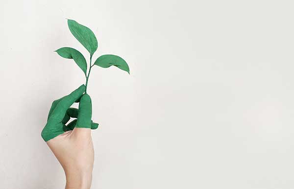 persons left hand holding green leaf plant